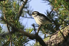 Black-throated Gray Warbler